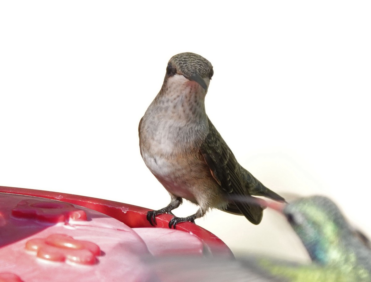 Broad-tailed Hummingbird - ML642832984
