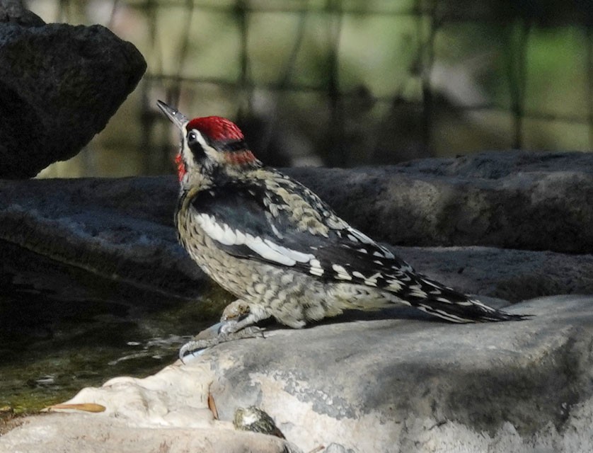 Red-naped Sapsucker - ML642832989