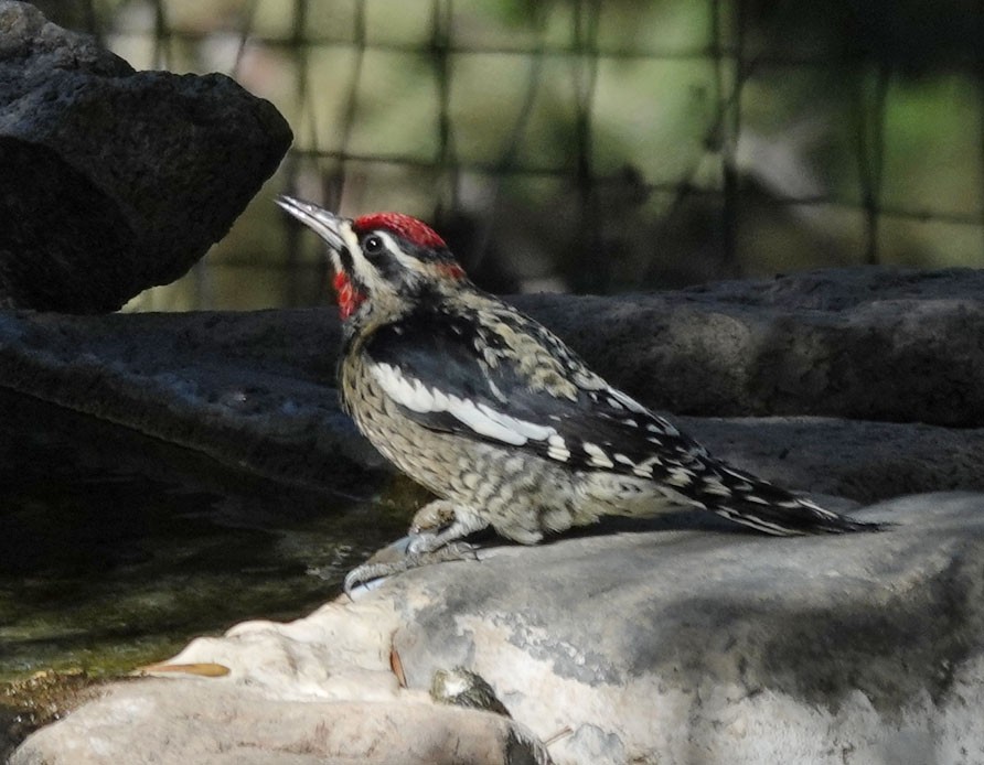 Red-naped Sapsucker - ML642832990
