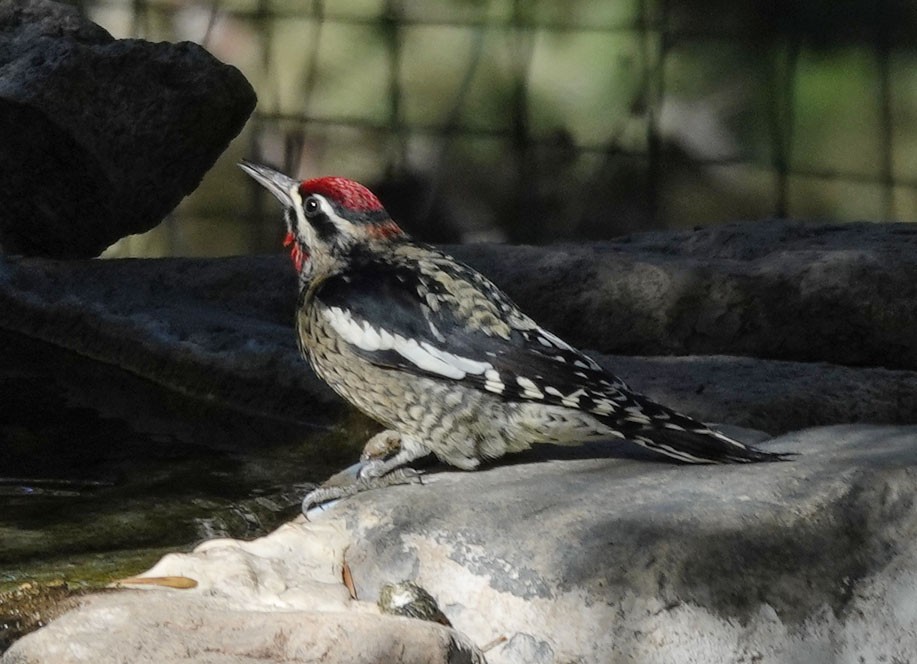 Red-naped Sapsucker - ML642832991