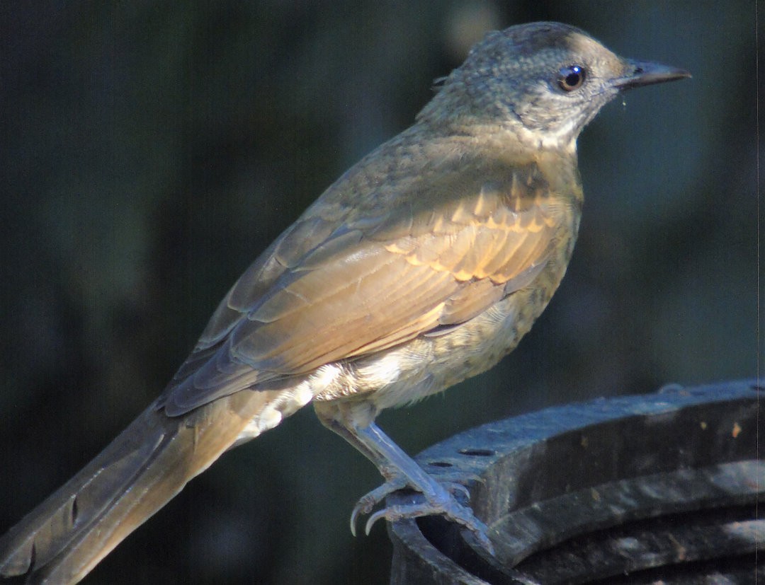 Pale-breasted Thrush - ML642832992
