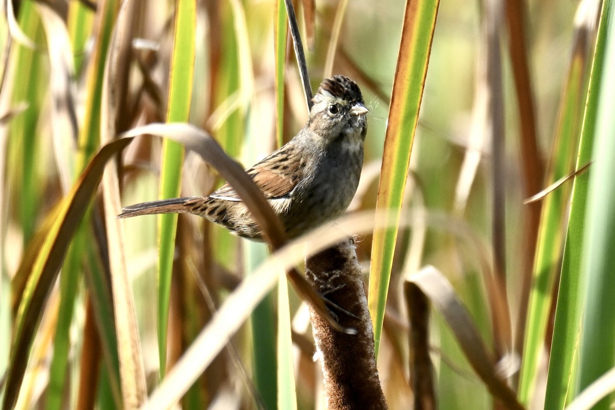 Swamp Sparrow - ML642832993
