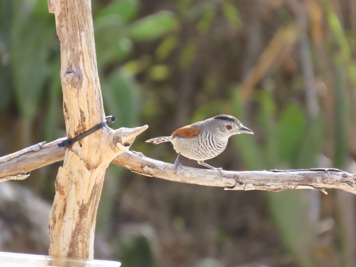 Rufous-winged Antshrike - ML642832995