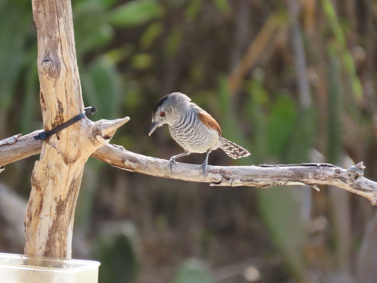 Rufous-winged Antshrike - ML642832996