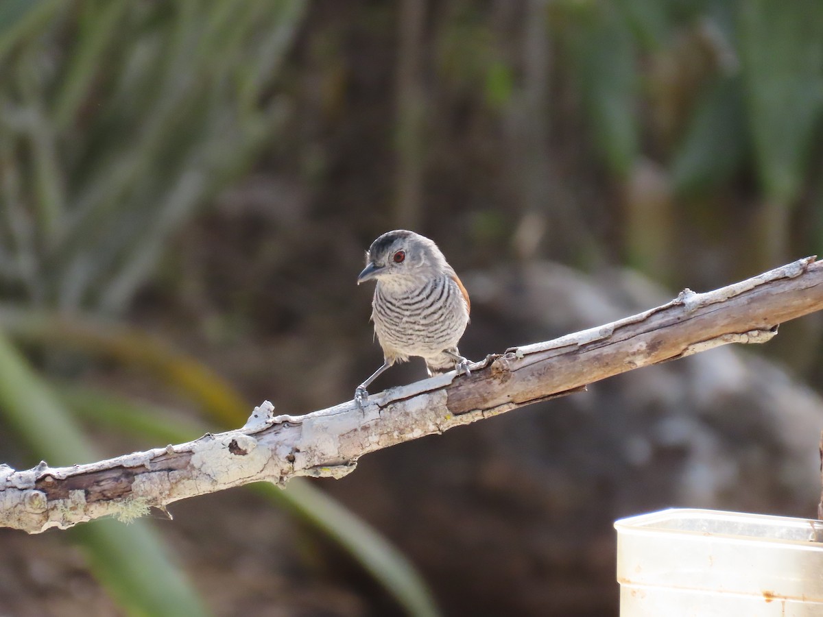 Rufous-winged Antshrike - ML642832997