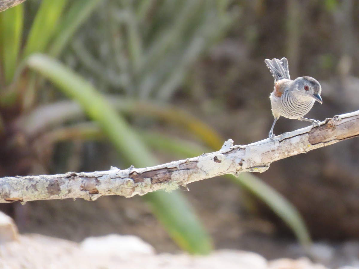 Rufous-winged Antshrike - ML642832998