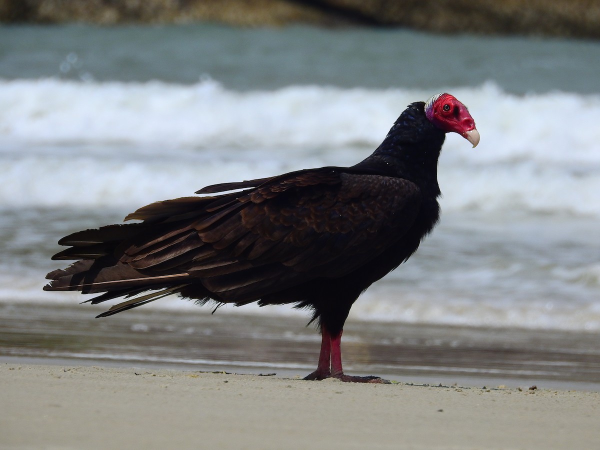 Turkey Vulture - ML642833001