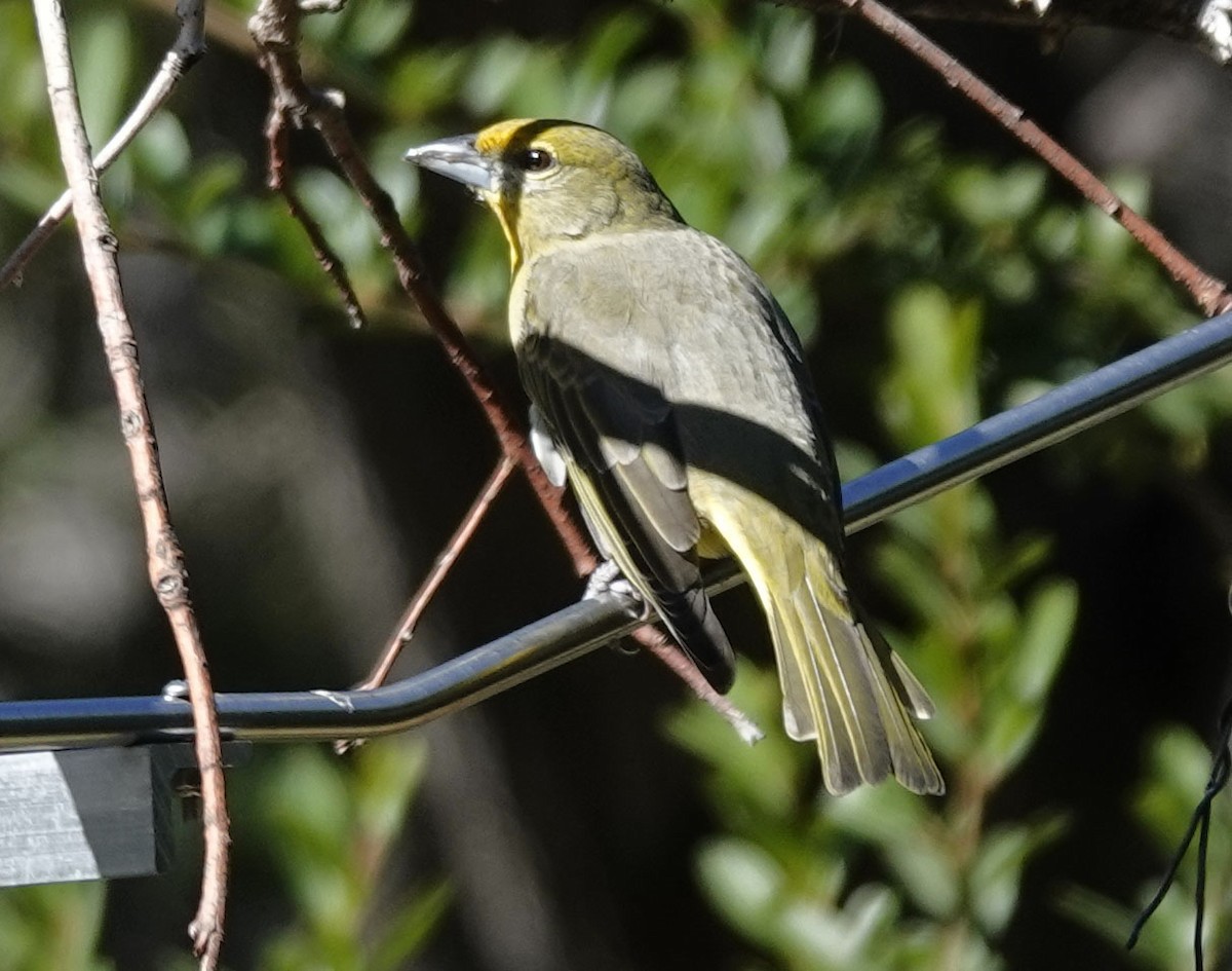 Hepatic Tanager - ML642833004