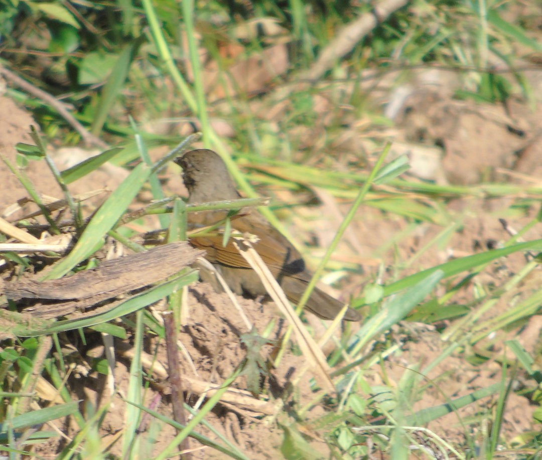 Pale-breasted Thrush - ML642833008