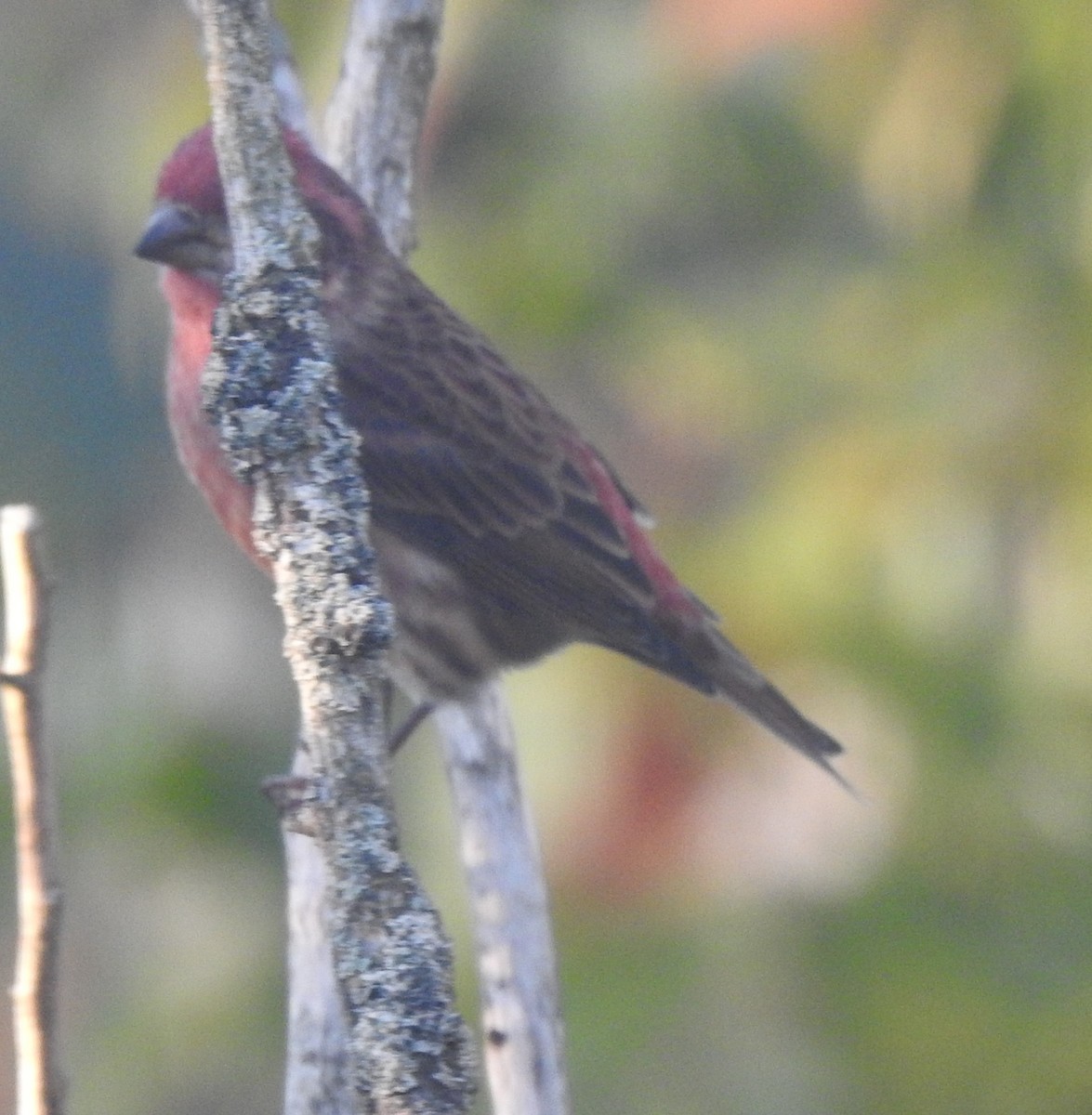 Purple Finch - ML642833014