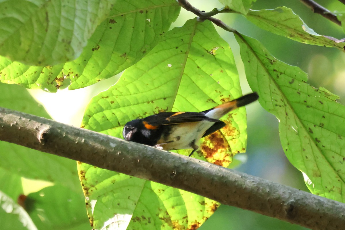 lesňáček lejsčí - ML642833019