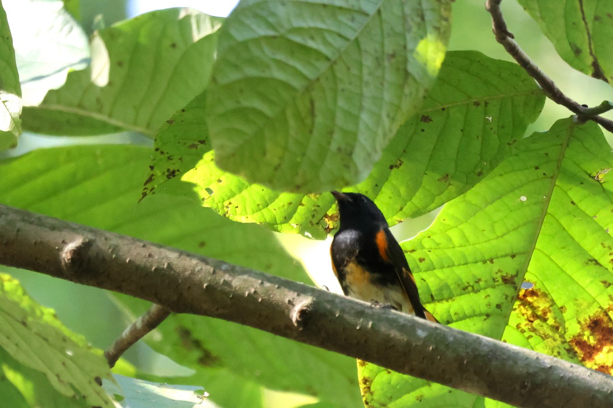 lesňáček lejsčí - ML642833021