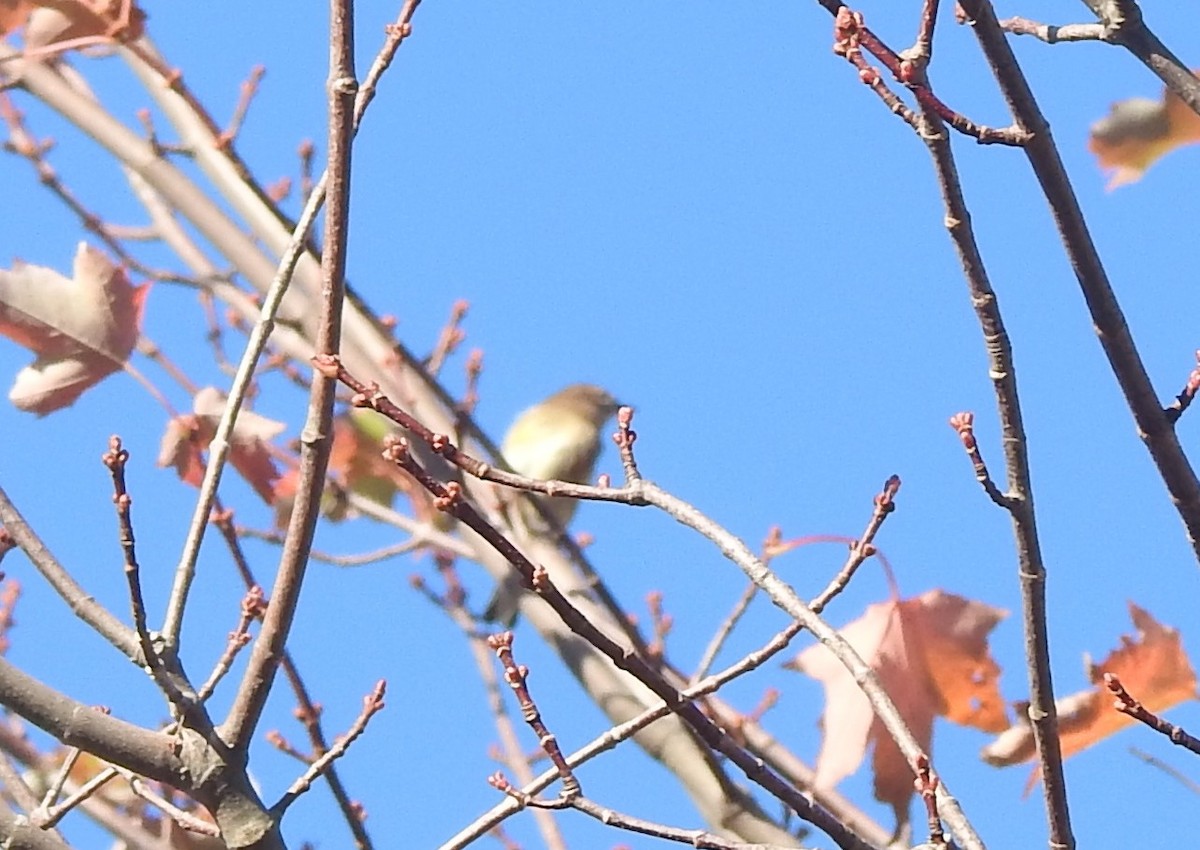new world warbler sp. - ML642833023