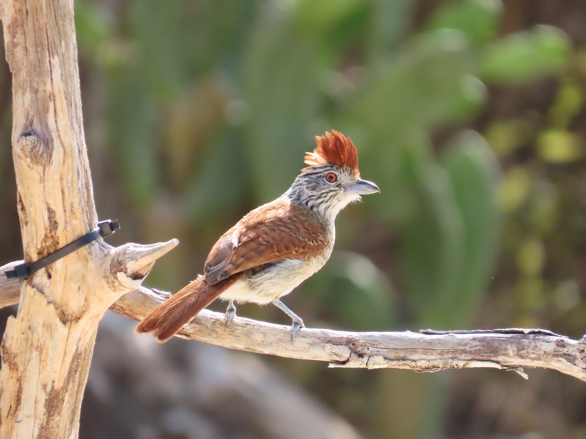 Barred Antshrike - ML642833028