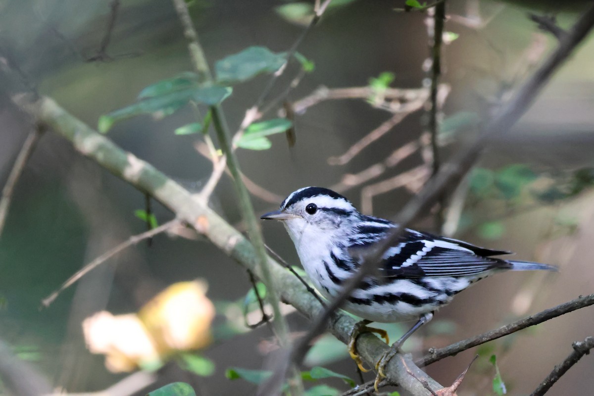 lesňáček černobílý - ML642833030