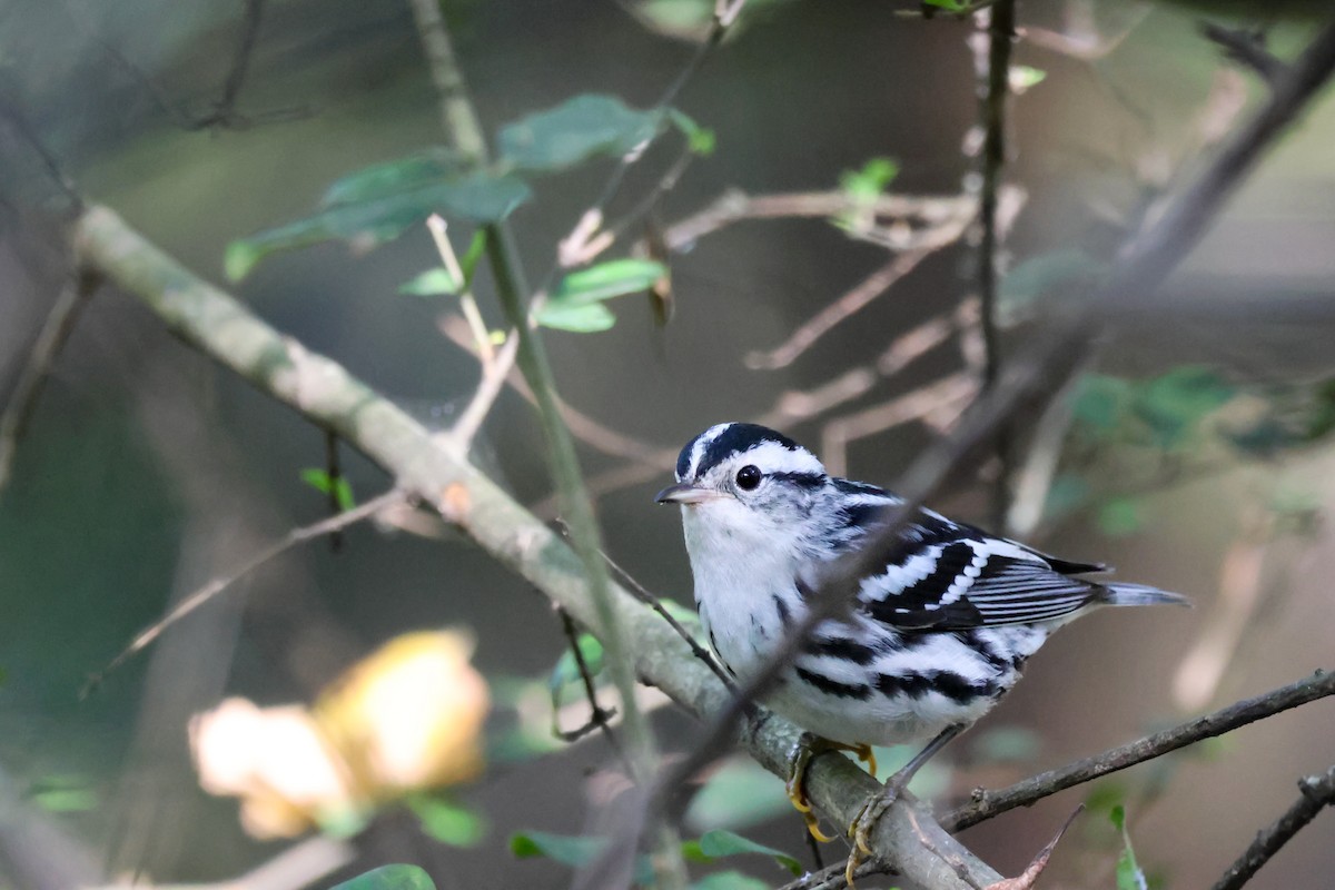 lesňáček černobílý - ML642833031