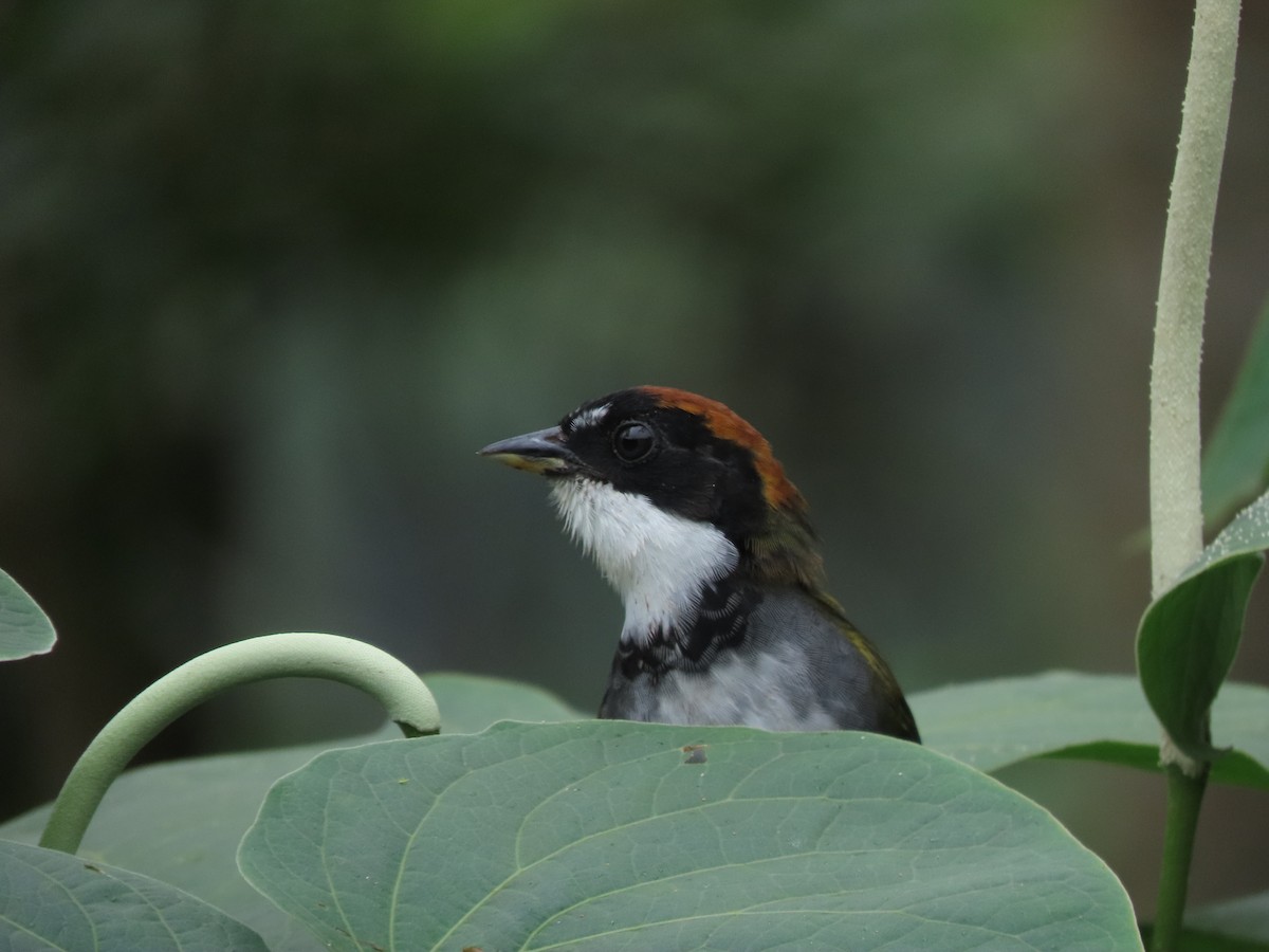 クリボウシヤブシトド - ML642833032