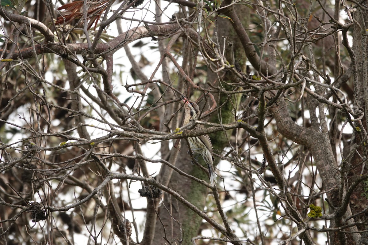 Spiny-cheeked Honeyeater - ML642833034