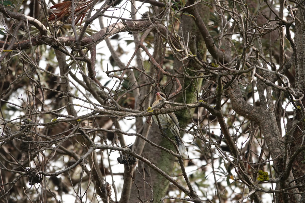 Spiny-cheeked Honeyeater - ML642833035