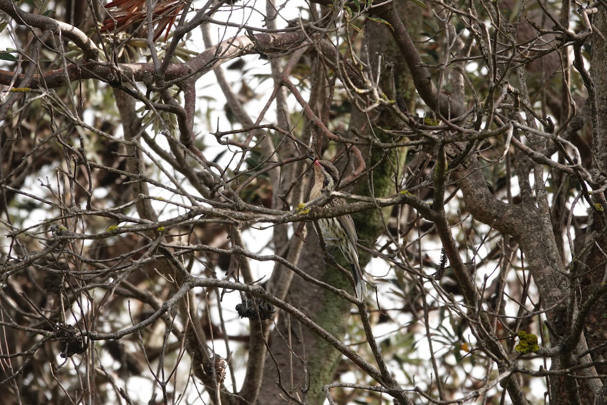 Spiny-cheeked Honeyeater - ML642833036