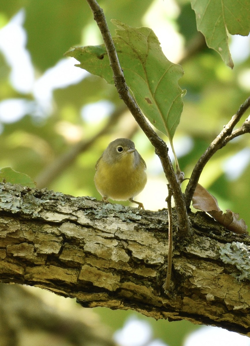 Nashville Warbler - ML642833041