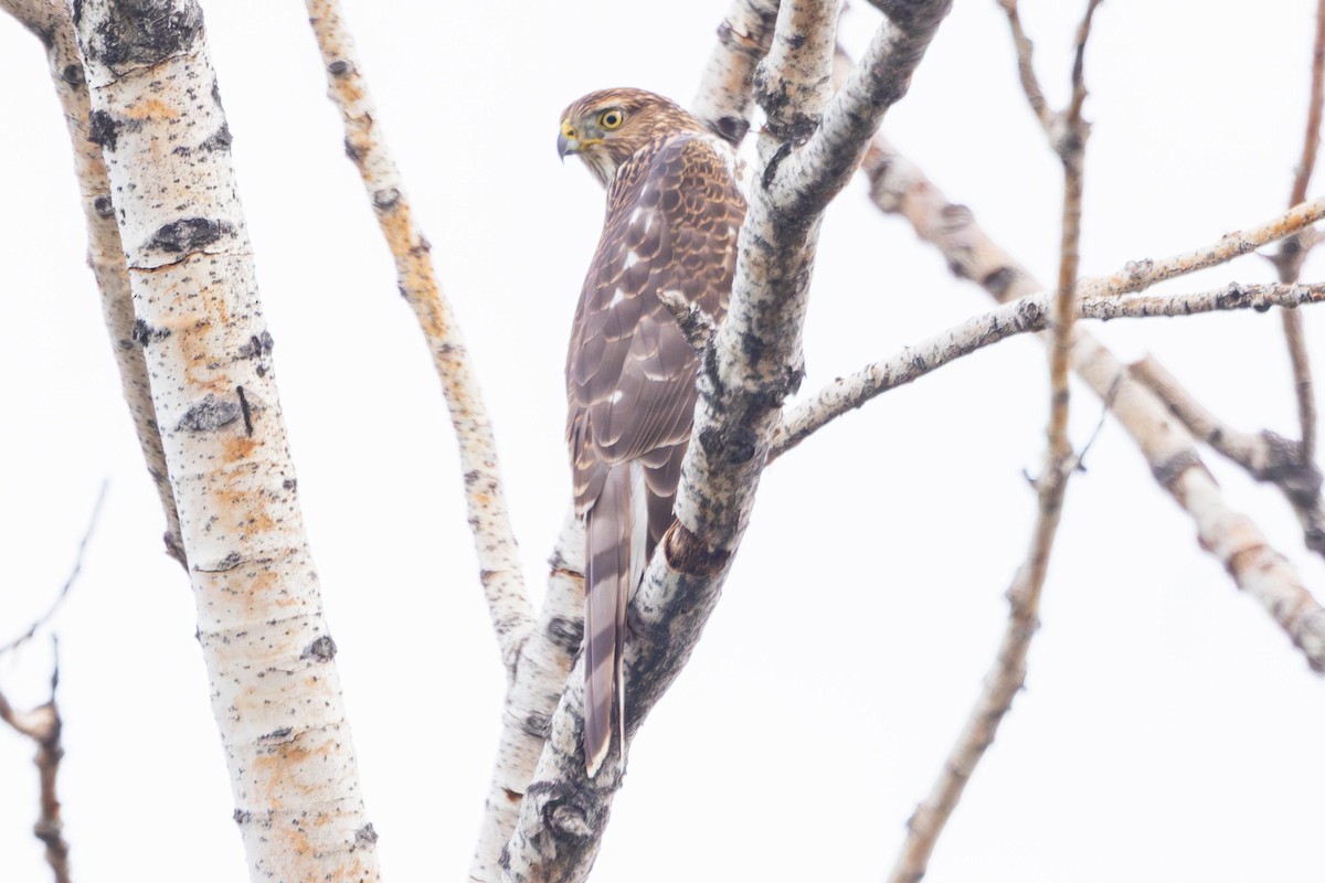 Cooper's Hawk - ML642833043