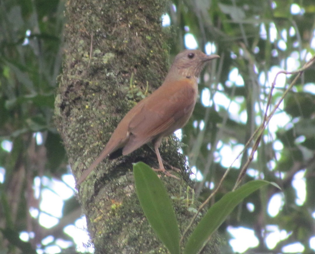 Pale-breasted Thrush - ML642833045