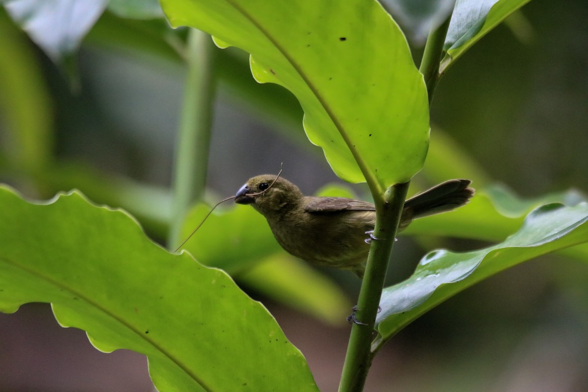 Thick-billed Seed-Finch - ML642833057