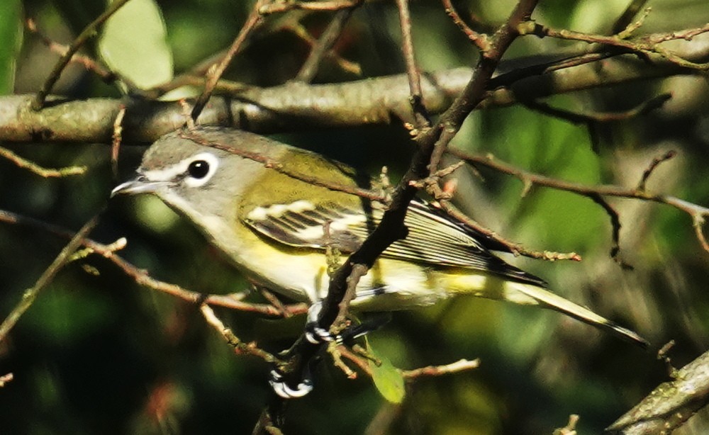 Blue-headed Vireo - ML642833058