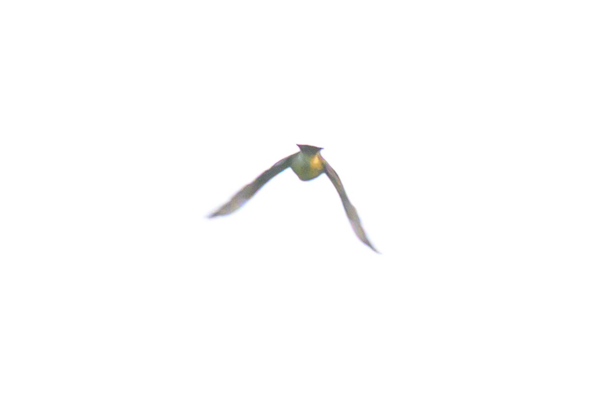 Western Kingbird - ML642833060