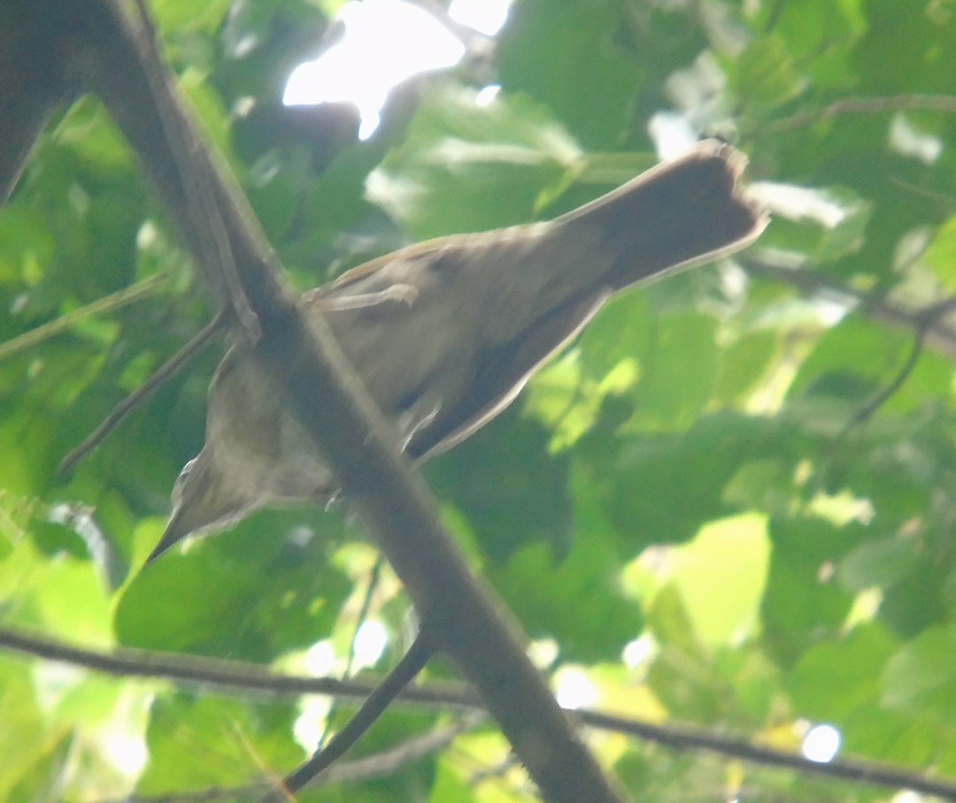 Pale-breasted Thrush - ML642833063
