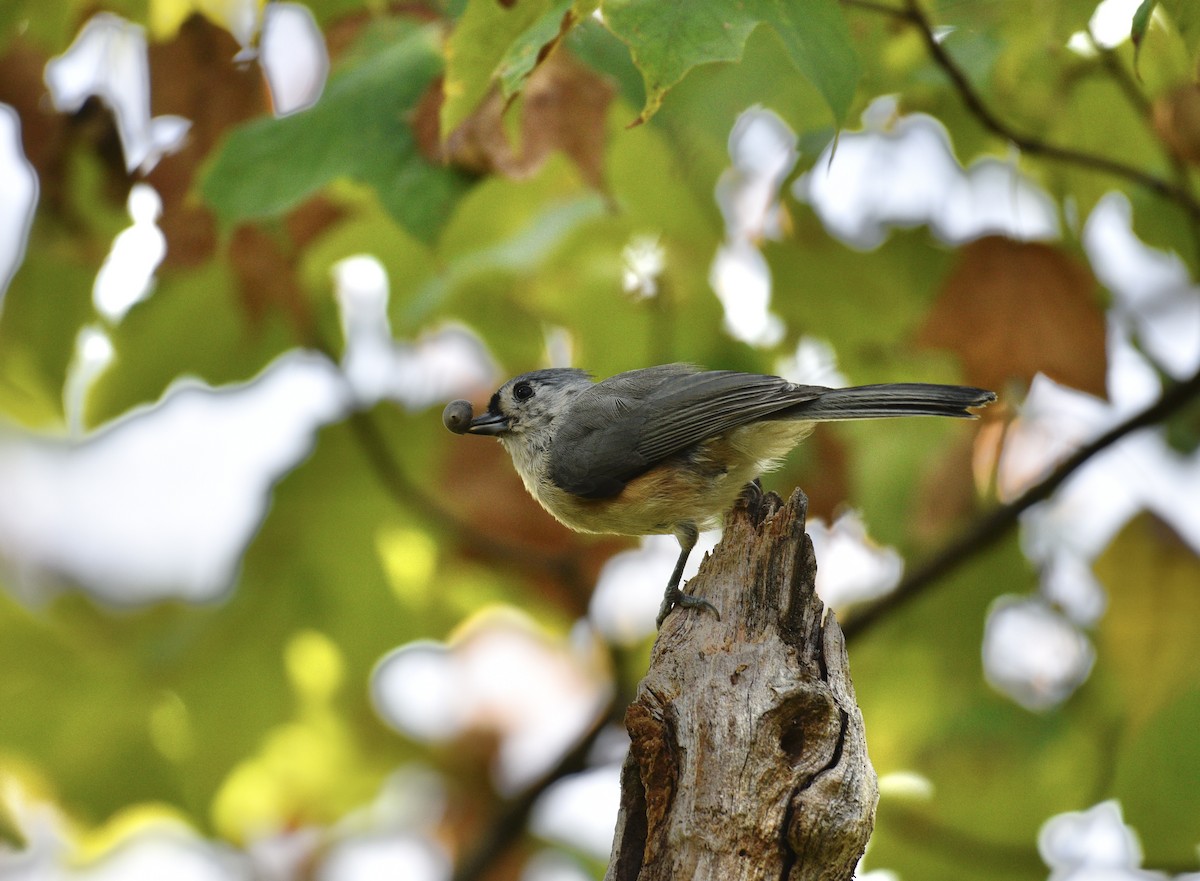 Tufted Titmouse - ML642833067