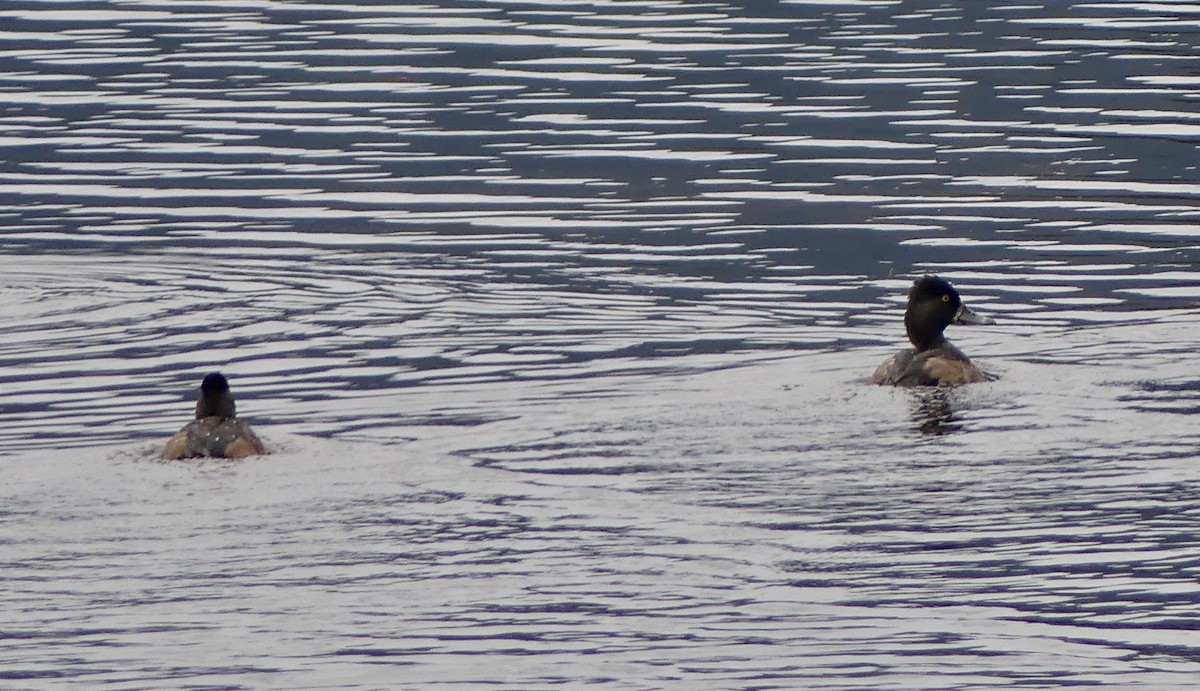 Ring-necked Duck - ML642833070