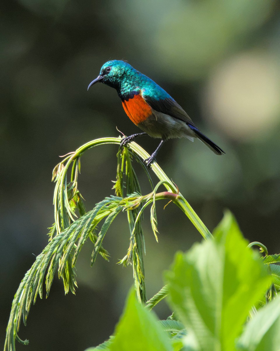 Northern Double-collared Sunbird - ML642833076