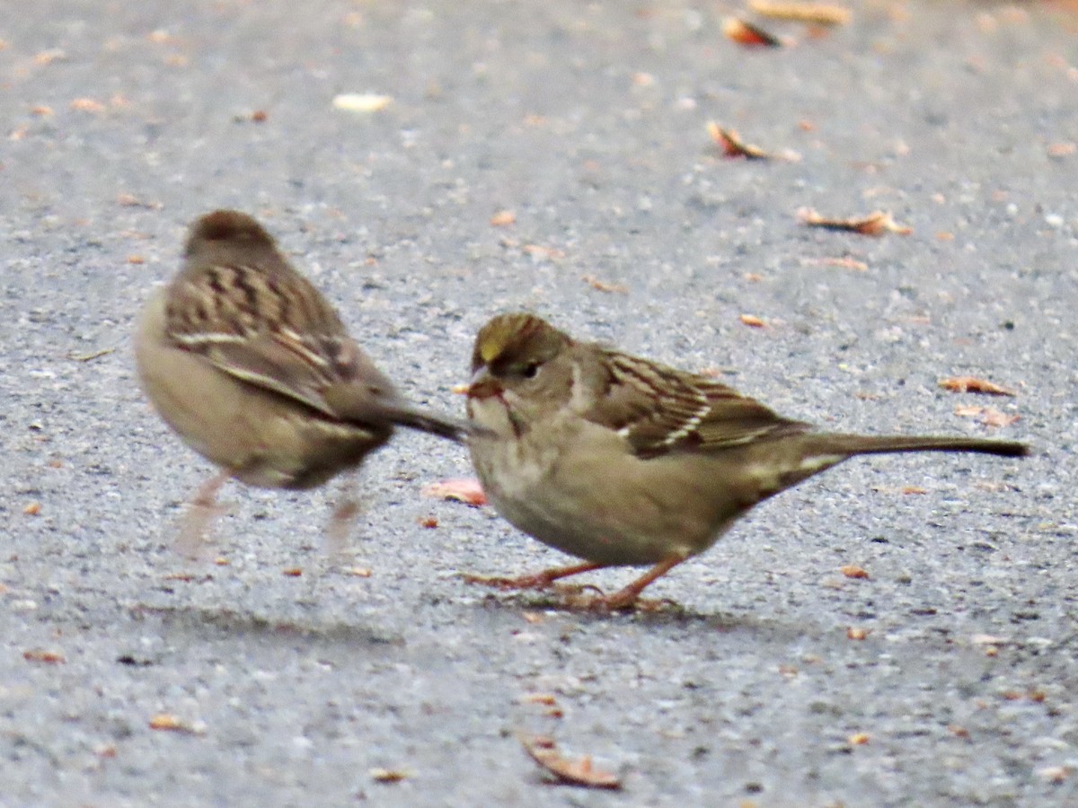 Golden-crowned Sparrow - ML642833079