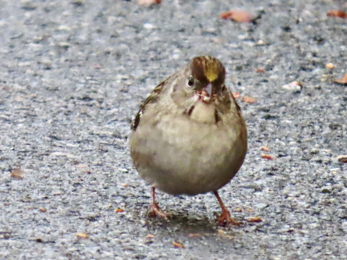 Golden-crowned Sparrow - ML642833084