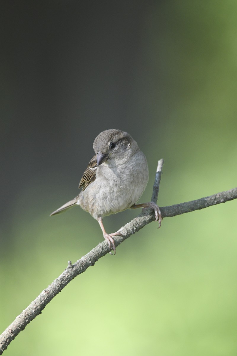 House Sparrow - ML642833087
