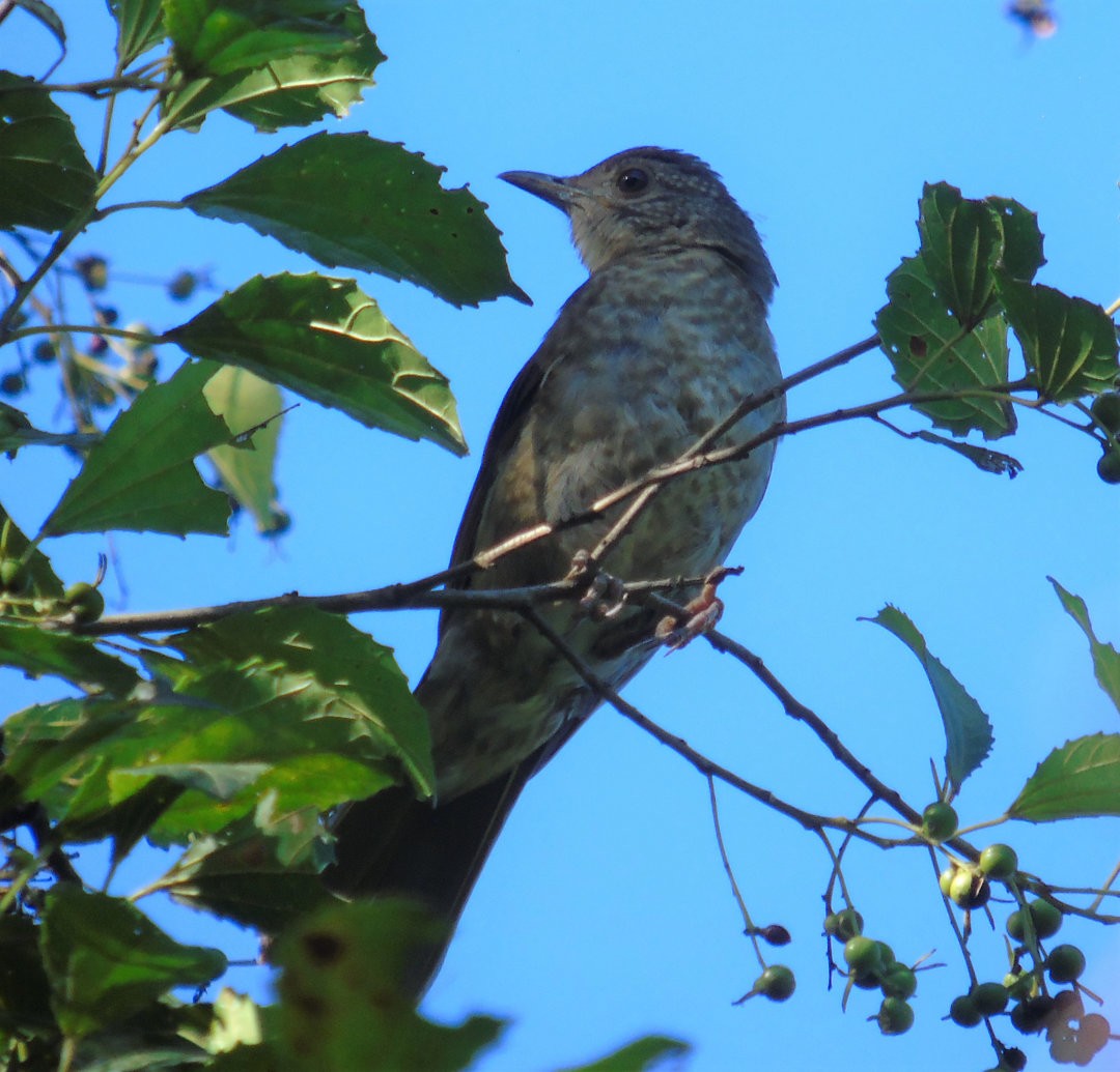 Pale-breasted Thrush - ML642833089