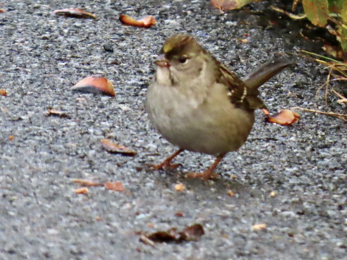 Golden-crowned Sparrow - ML642833091