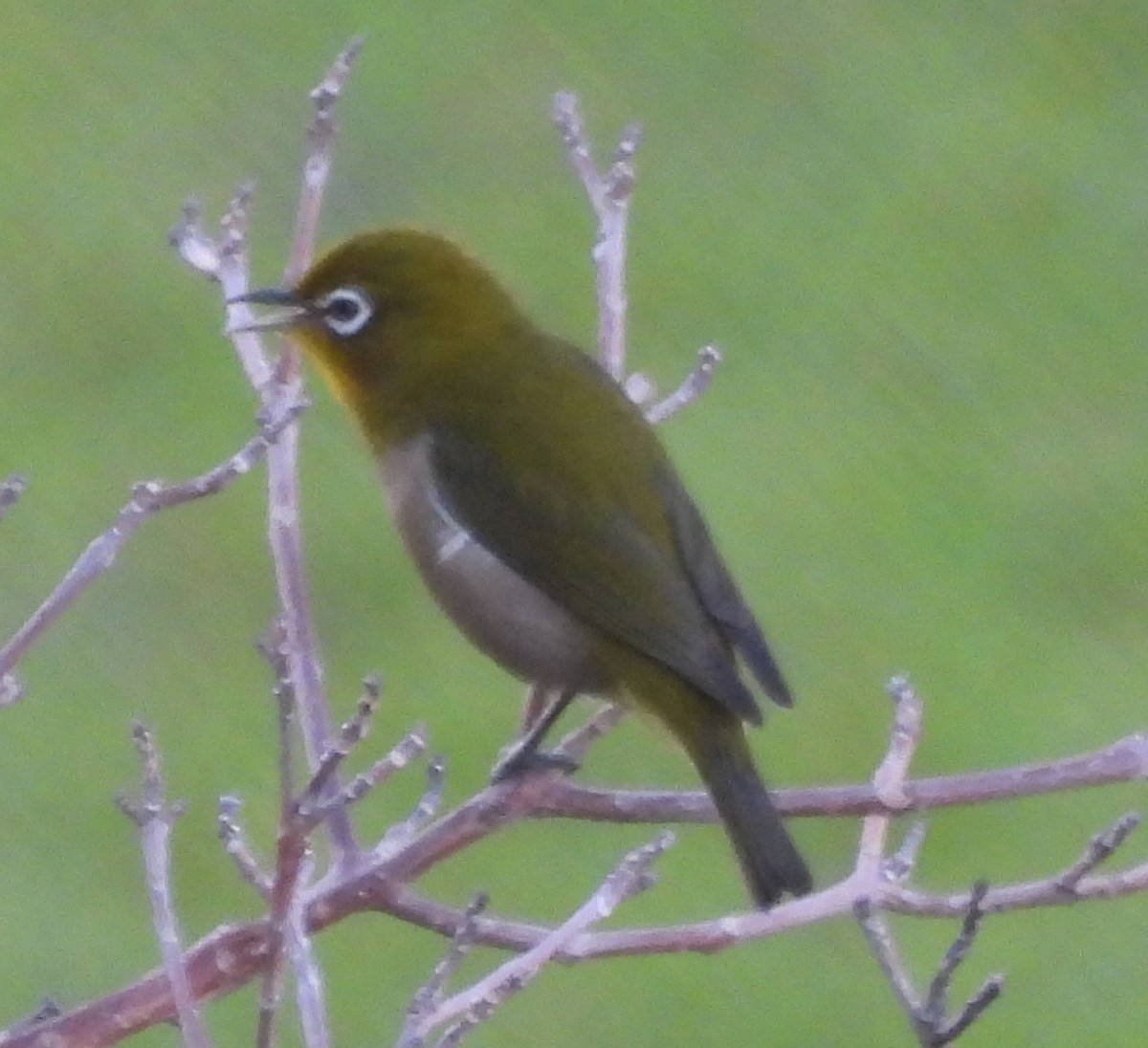 Warbling White-eye - ML642833092