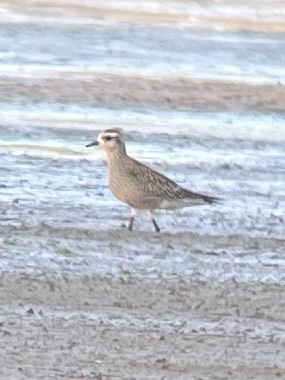 American Golden-Plover - ML642833094