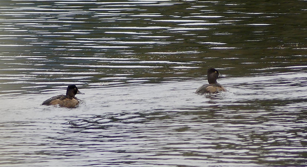 Ring-necked Duck - ML642833095