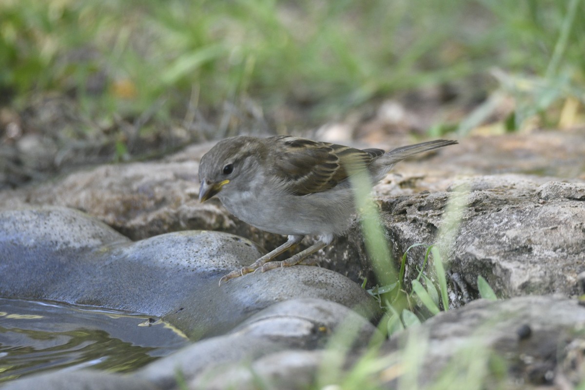 House Sparrow - ML642833098