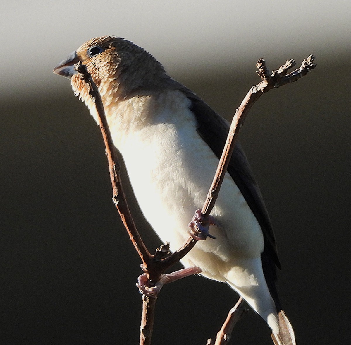 African Silverbill - ML642833101