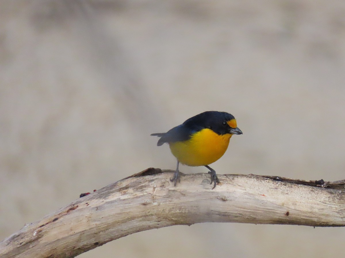 Violaceous Euphonia - ML642833108