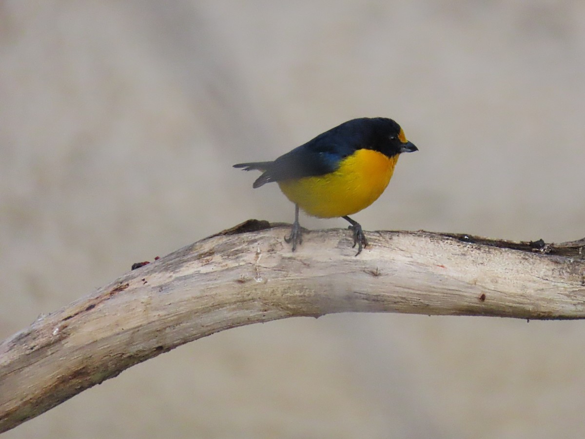 Violaceous Euphonia - ML642833109