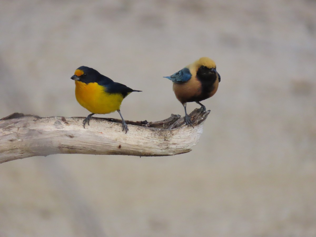 Violaceous Euphonia - ML642833110