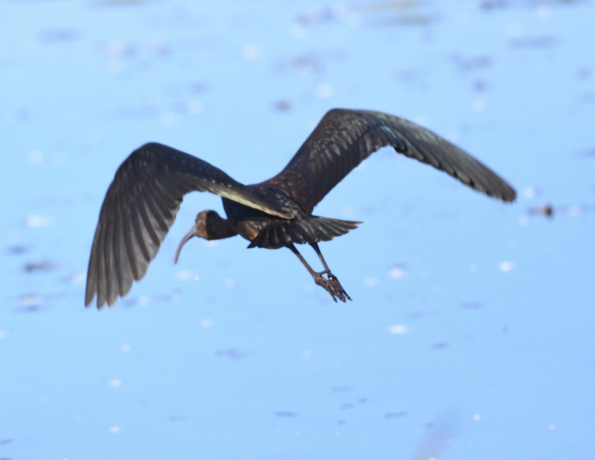 Glossy Ibis - ML642833111