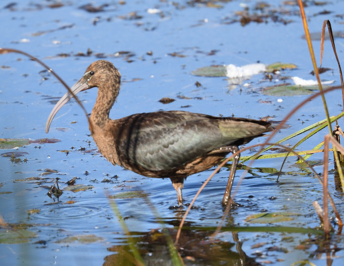 Glossy Ibis - ML642833112