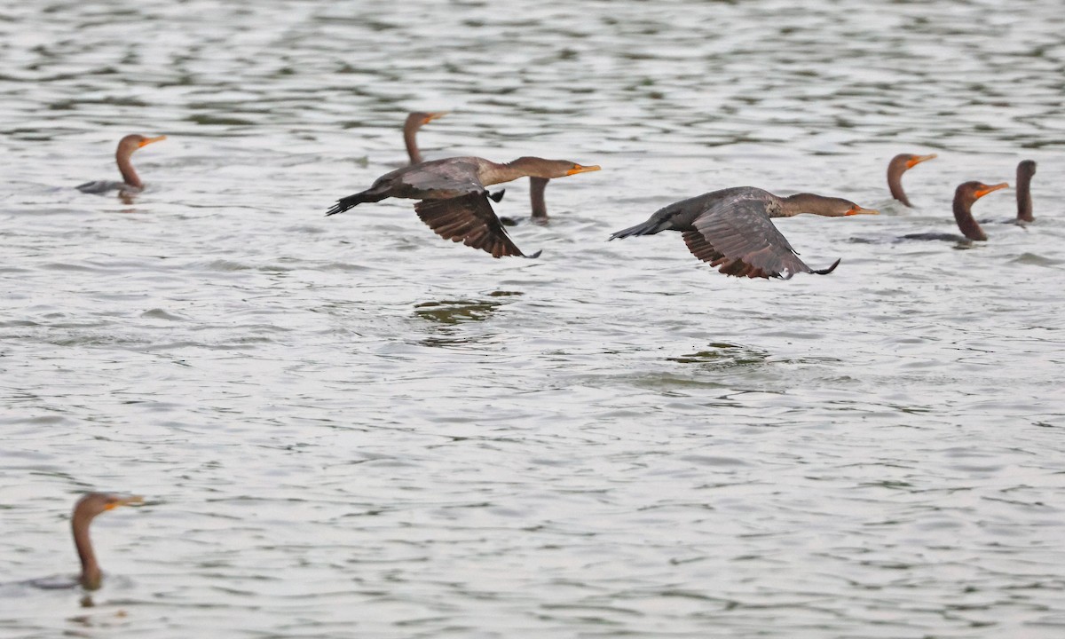 Double-crested Cormorant - ML642833113